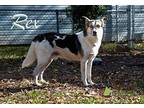 Rex German Shepherd Dog Adult Male