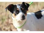 Melville Rat Terrier Young Male