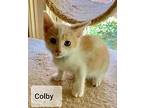 Colby Domestic Shorthair Kitten Male