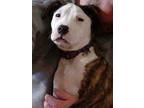 Blossom! American Pit Bull Terrier Puppy Female