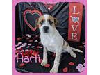 aarti Wirehaired Fox Terrier Puppy Female