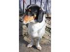 Buster Basset Hound Young Male