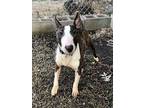 Alley Bull Terrier Young Female