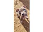 Lily, I am a Puppy American Pit Bull Terrier Puppy Female