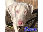 Zero Great Dane Puppy Male