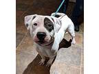 Falcon American Staffordshire Terrier Adult Male
