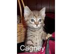 Cagney Domestic Mediumhair Kitten Female