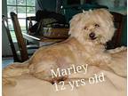 Marley Maltese Senior Male
