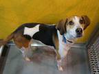 ANDY Treeing Walker Coonhound Adult Male