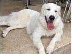 Delilah Great Pyrenees Adult Female
