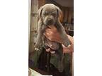 Rubble_2019 Pit Bull Terrier Puppy Male