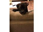 Leslie Knope American Pit Bull Terrier Puppy Female