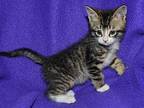 Munchkin Domestic Shorthair Kitten Male