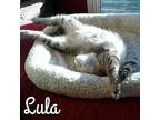 Lula Domestic Shorthair Kitten Female
