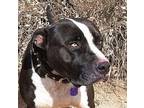 Remarkable Mr Win American Staffordshire Terrier Young Male