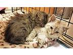 Audie & Ansell Domestic Longhair Kitten Male