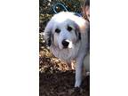 Miracle Great Pyrenees Young Female