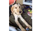 McDougal Labradoodle Puppy Male