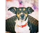 Julia Jack Russell Terrier Female
