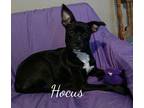 Hocus Boston Terrier Puppy Female