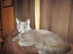 Smoky American Shorthair Young Male