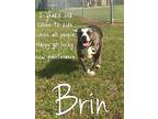 Brin Boston Terrier Adult Female