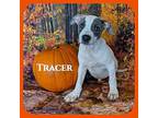 Tracer Boxer Puppy Male