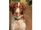 ON/Remington Brittany Adult Male