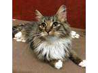 Maine Coons for Sale in Rochester, MN | Cats on Oodle ...