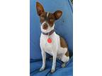 Tabatha in TEXAS Rat Terrier Young Female
