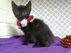 Andy(Sugar dusted!) Domestic Shorthair Kitten Male
