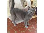 Trick Russian Blue Young Male