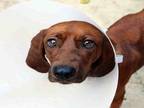 RIDDLE BOX Redbone Coonhound Young Female
