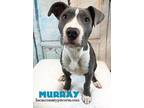 Murray American Staffordshire Terrier Puppy Male