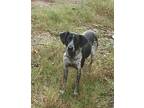 Daisy Girl German Shorthaired Pointer Young Female
