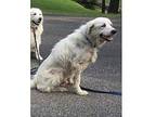 Atticus Great Pyrenees Adult Male