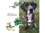 WILLOW Mountain Cur Adult Female