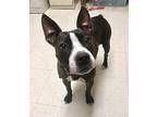 Ruth (has been adopted) Boston Terrier Adult Female