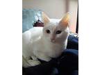CRYSTAL, a Stunning White Cat Domestic Shorthair Young Female