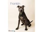 Franklin American Pit Bull Terrier Adult Male