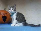 Sutton- Lovebug! Domestic Shorthair Kitten Male