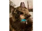 Jayna Maine Coon Young Female