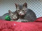 Bert(Bonded pair) Domestic Shorthair Kitten Male