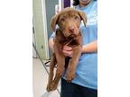 Bobby Bones - PENDING Labrador Retriever Puppy Male