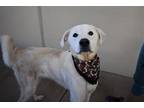 Leo Great Pyrenees Adult Male