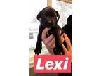 Lexi Labrador Retriever Puppy Female