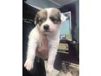 Mayor Augustus May Who Labrador Retriever Puppy Male