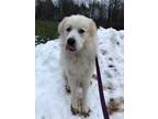 Winston Great Pyrenees Adult Male