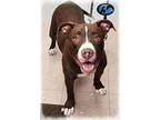 Oakley Pit Bull Terrier Young Male