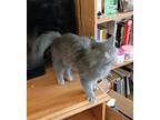 Macey - therapy kitten! Russian Blue Young Female